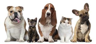 Picture of cats and dogs sitting